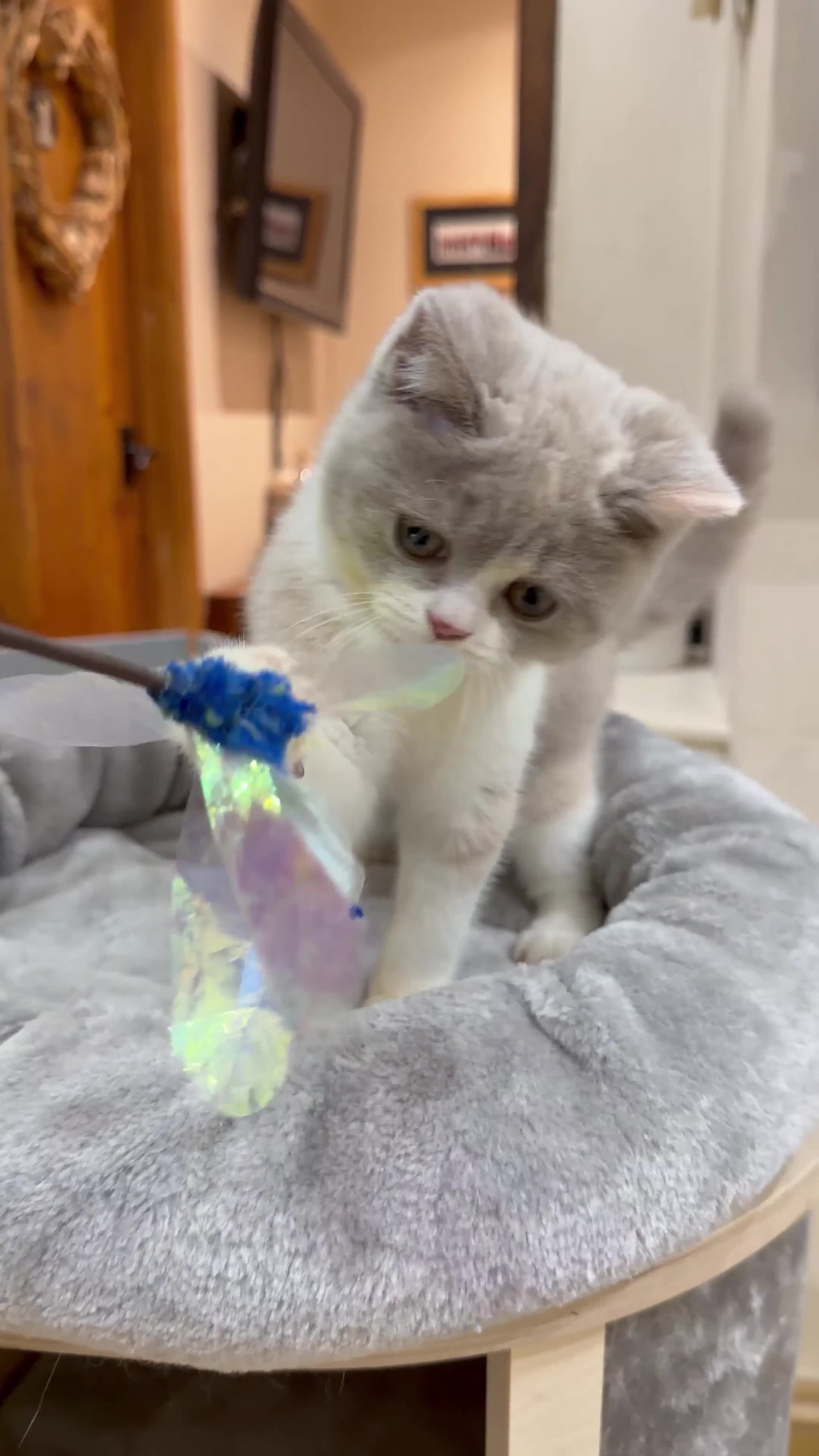 British Shorthair cats for sale: READY NEXT WEEK - FULL PEDIGREE REGISTERED BSH - Video 1