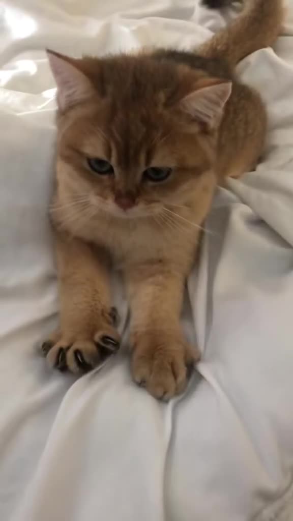 British Shorthair cats for sale: GOlD BRITISH SHORTHAIR KITTENS FOR SALE - Video 1