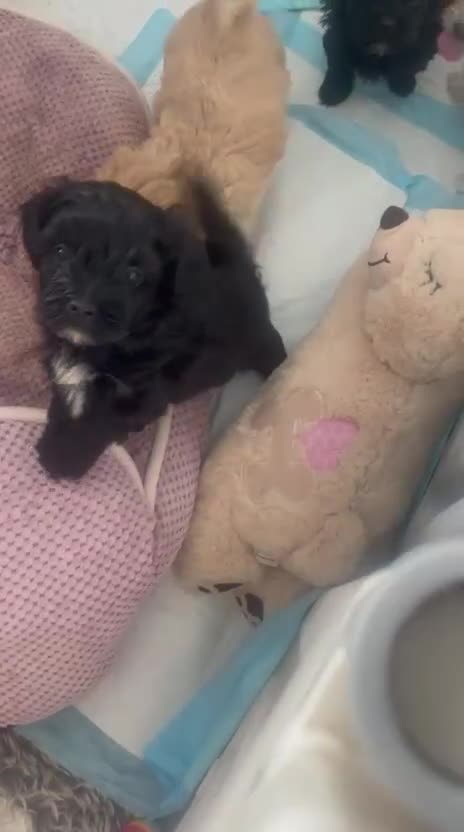 Shih Tzu dogs for sale: TINY Asian small toy Shipoo’s ADORABLE  - Video 1