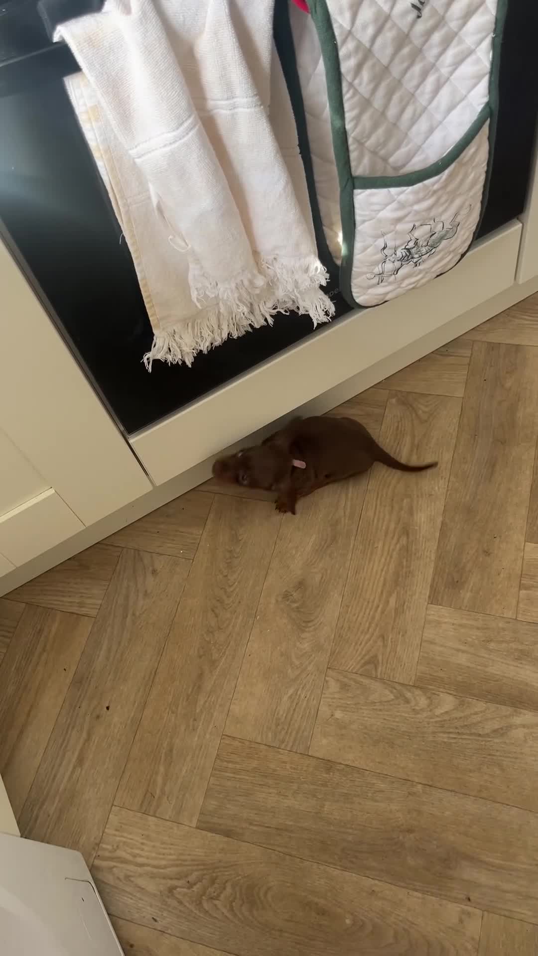 Miniature Dachshund dogs for sale: Chocolate and Tan KC Miniature Dachshund puppies - Video 1