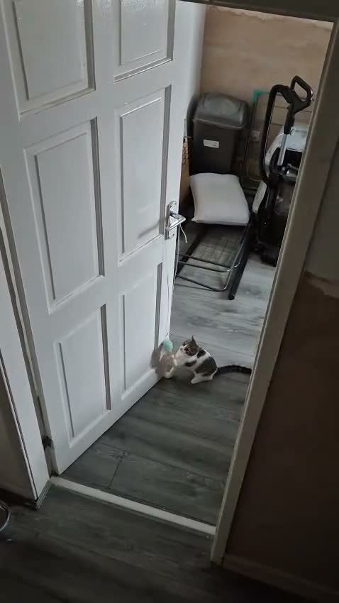 Domestic Shorthair cats for adoption: Poppy and Pip brother and sister for adoption ❤️ - Video 1