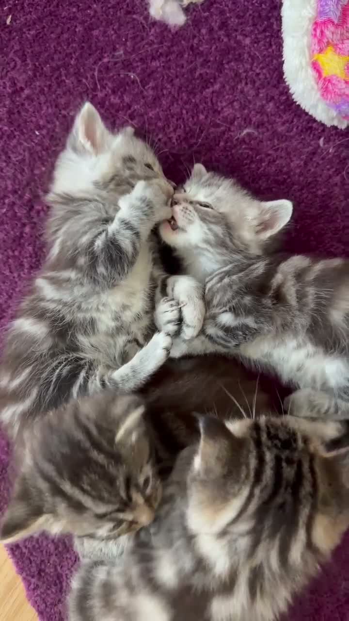 Maine Coon cats for sale: Gorgeous Maine Coon Kittens Ready Soon 🐾 - Video 1