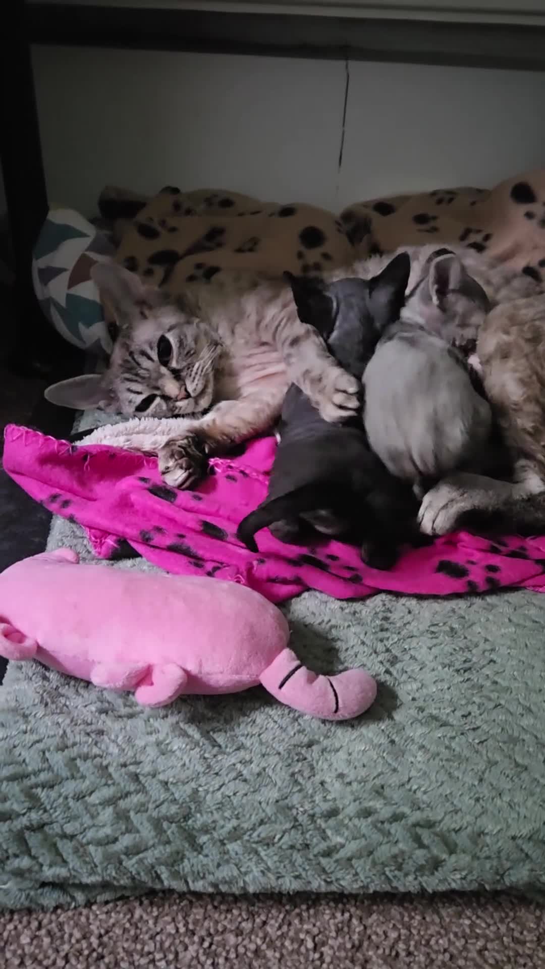 Devon Rex cats for sale: Beautiful Devon Rex Kittens 💛 - Video 5