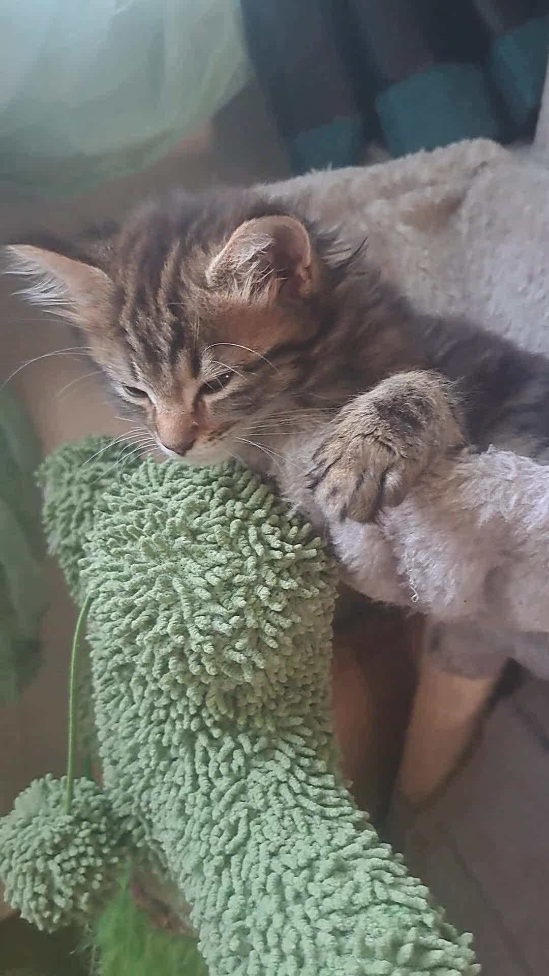 Mixed Breed cats for sale: 2 beautiful mix kittens 🤩Ready now  - Video 3