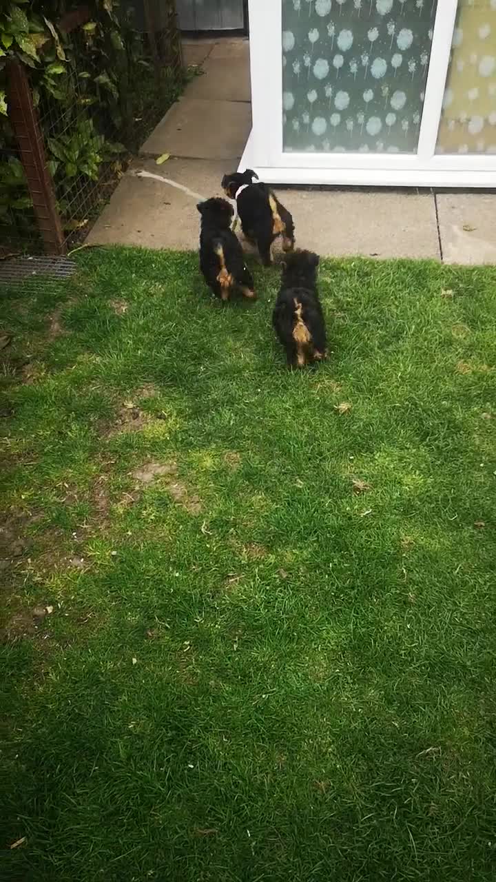 Welsh Terrier dogs for sale: Beautiful Welsh terrier puppy girl - Video 2