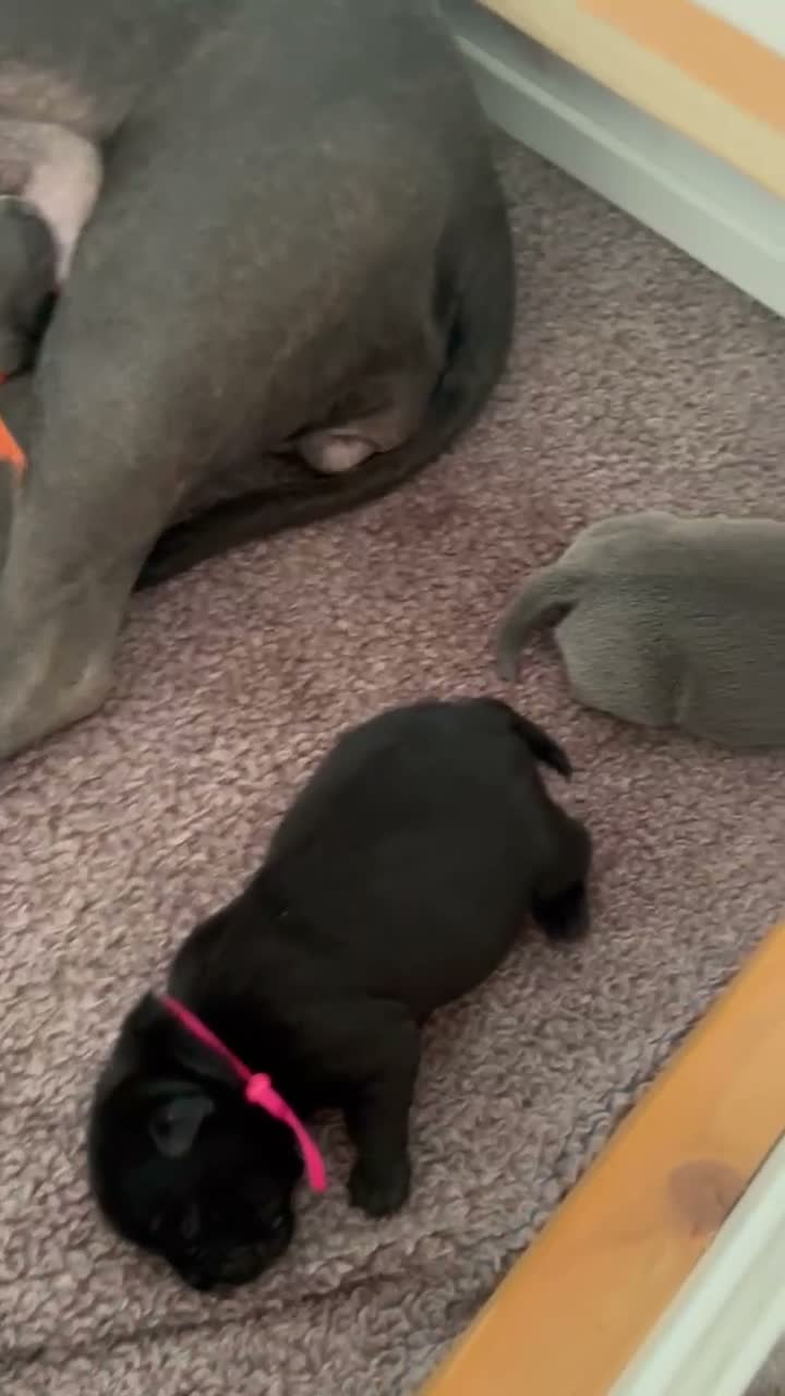 Staffordshire Bull Terrier dogs for sale: Litter of 7 kc registered staffys in Tamworth - Video 4