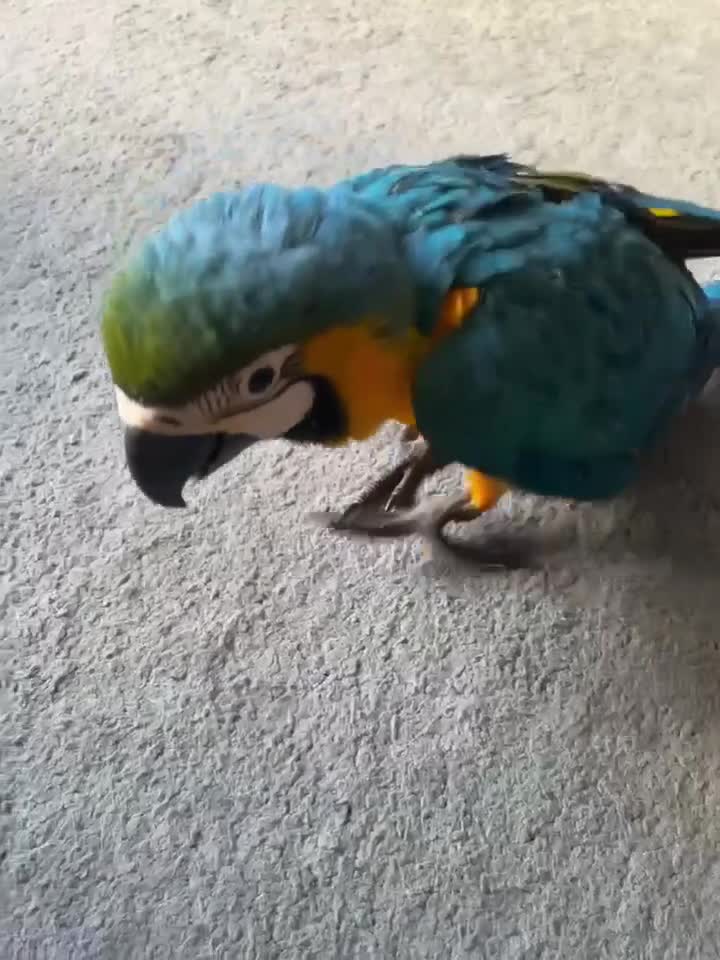 Macaws birds for sale: Hand reared blue & gold Macaw Chick - Video 3
