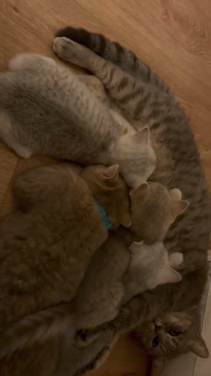 British Shorthair cats for sale: 6 Pedigree British Shorthair Champion lines in London - Video 3