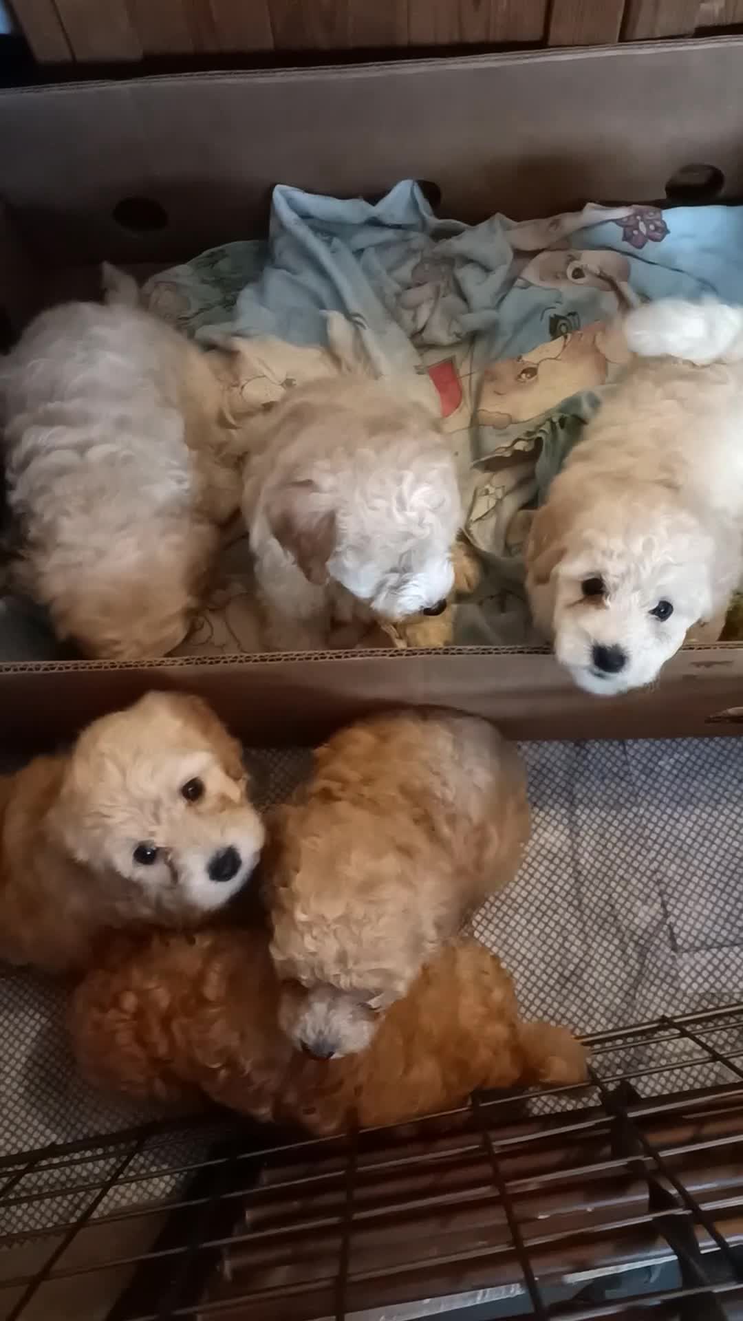 Maltipoo dogs for sale: Gorgeous apricot shade teddy bear MALTIPOO puppies - Video 1