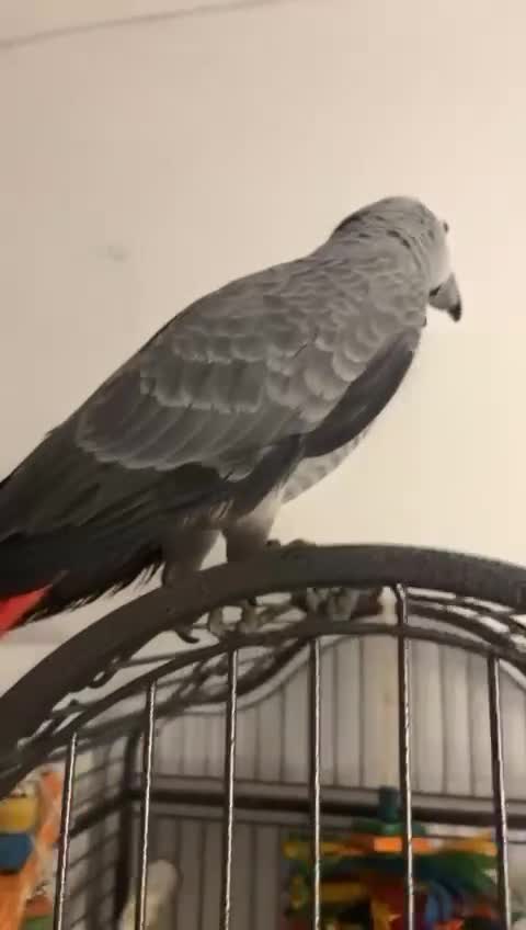Parrots birds for sale: African Grey Parrot DNA Male in Uxbridge - Video 1