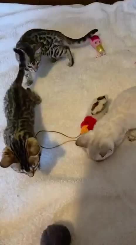 Bengal cats for sale: Bengal Kittens in Nottingham - Video 1