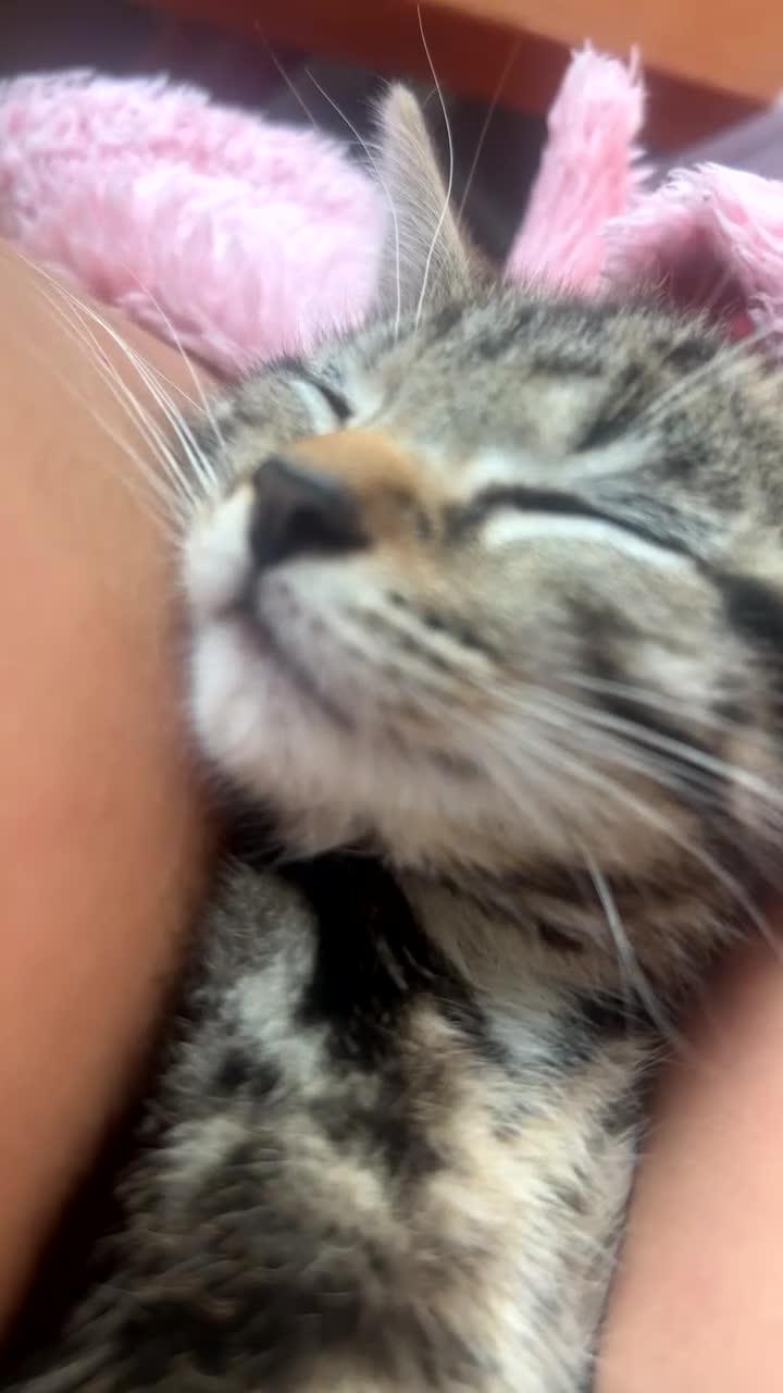 Mixed Breed cats for sale: 13 week old kitten - Video 1