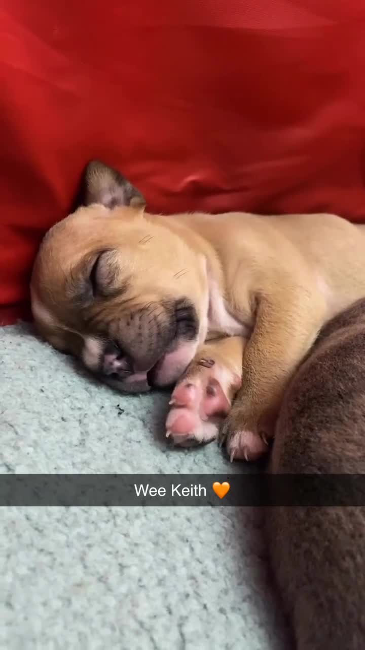 Staffordshire Bull Terrier dogs for sale: Female Staffy Pup  - Video 2