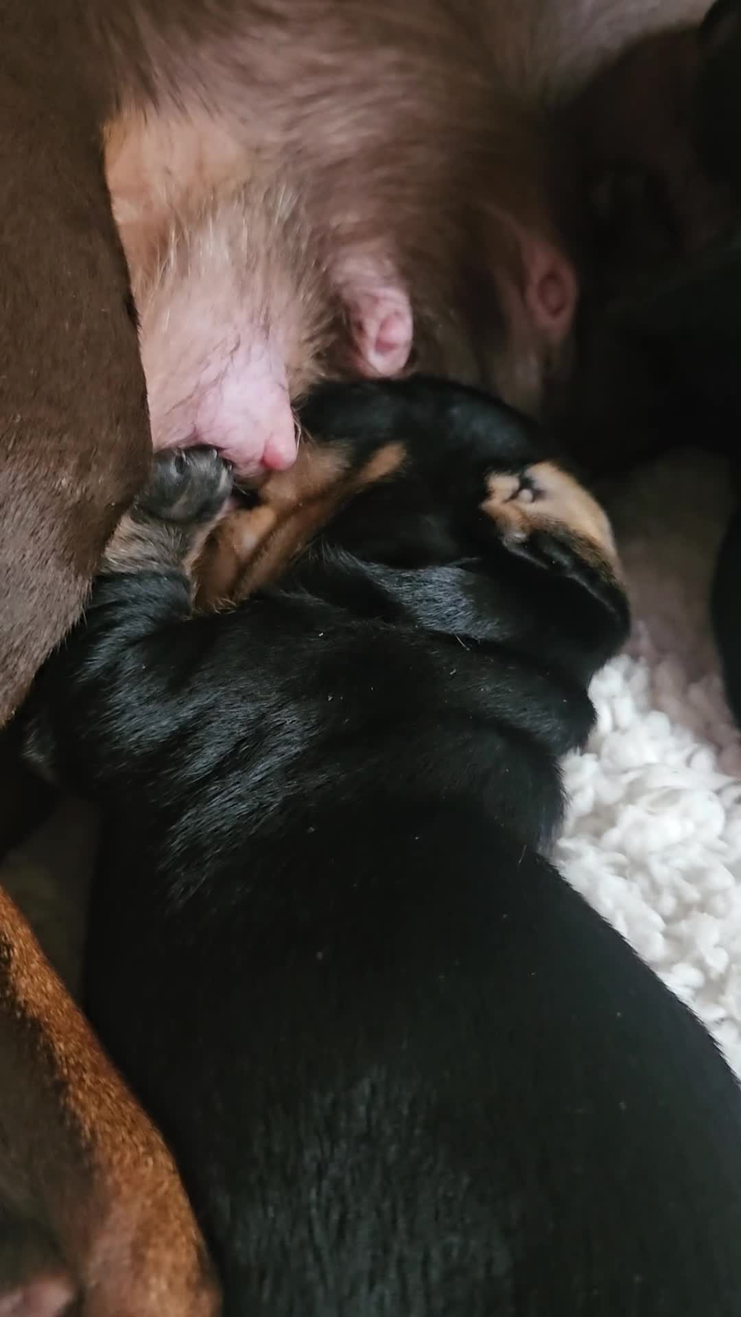 Miniature Dachshund dogs for sale: Beautiful daushounds puppys - Video 3