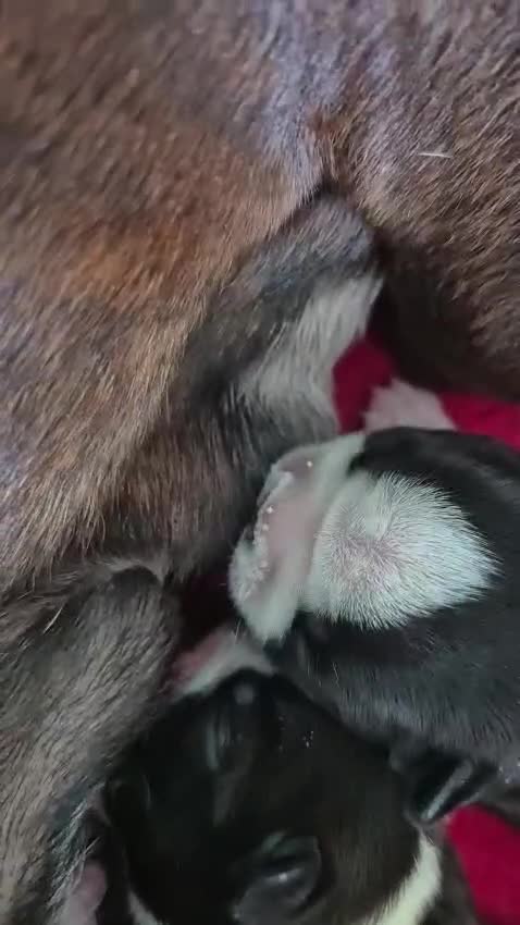 Boston Terrier dogs for sale: Stunning true to type wildax litter - Video 2