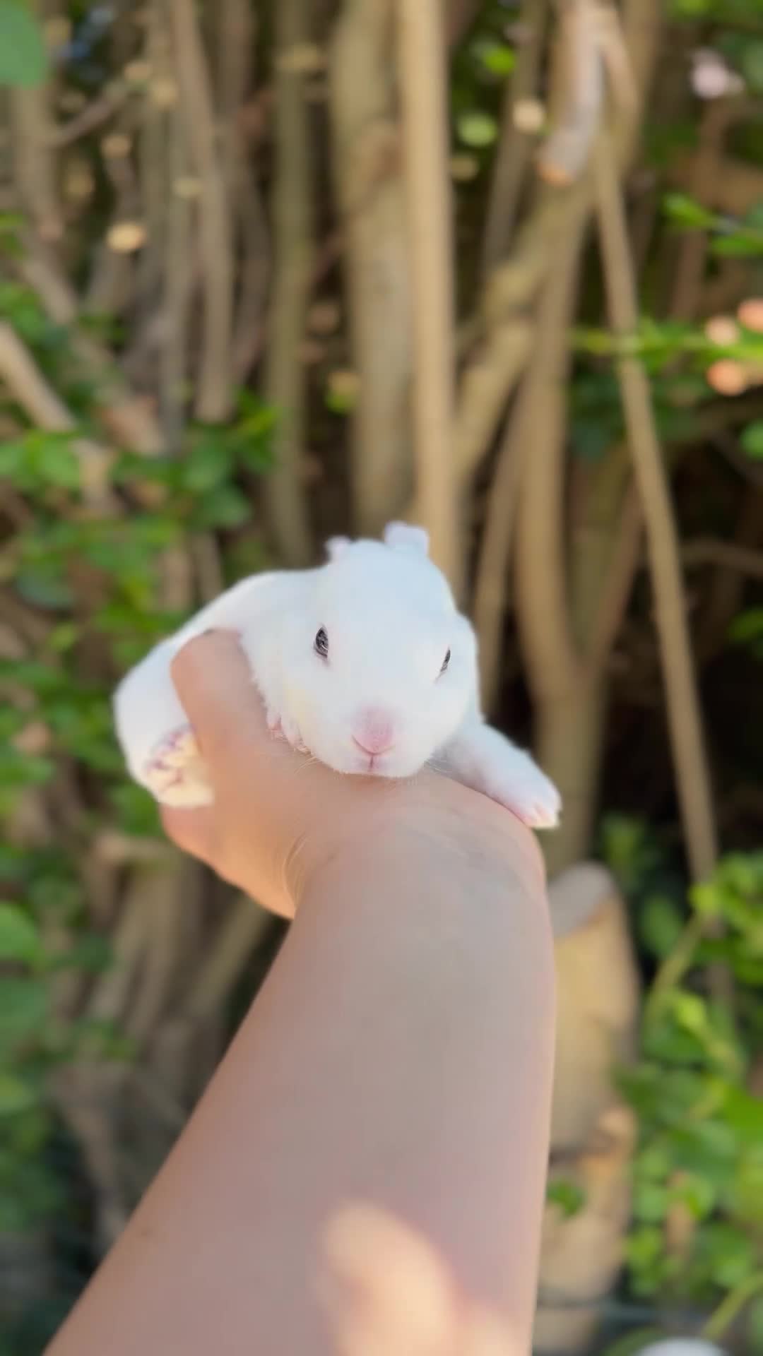 Rex rabbits for sale: stunning bew mini rex for reserve  - Video 1