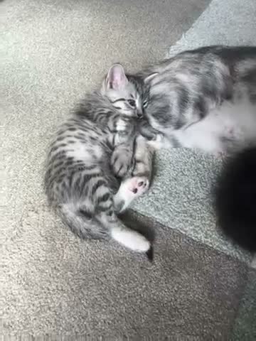 Mixed Breed cats for sale: Female ( Brown) and Male ( Grey) kittens for sale - Video 1