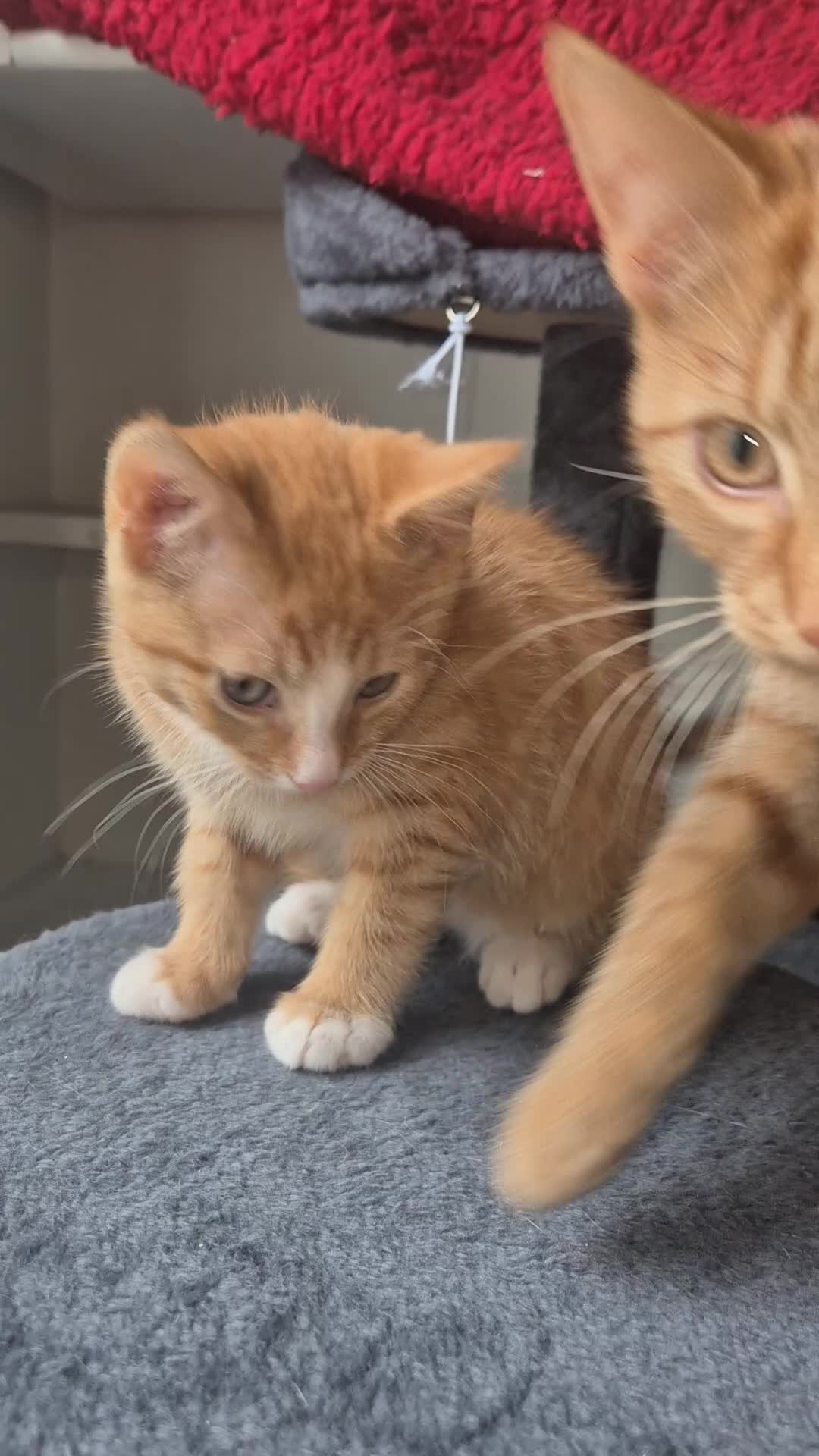 Mixed Breed cats for sale: Adorable Mixed Kittens for Sale in Deal - Video 3