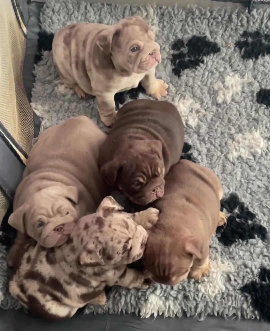 English Bulldog dogs for sale: English bulldogs / phenomenal pedigree. - Video 1
