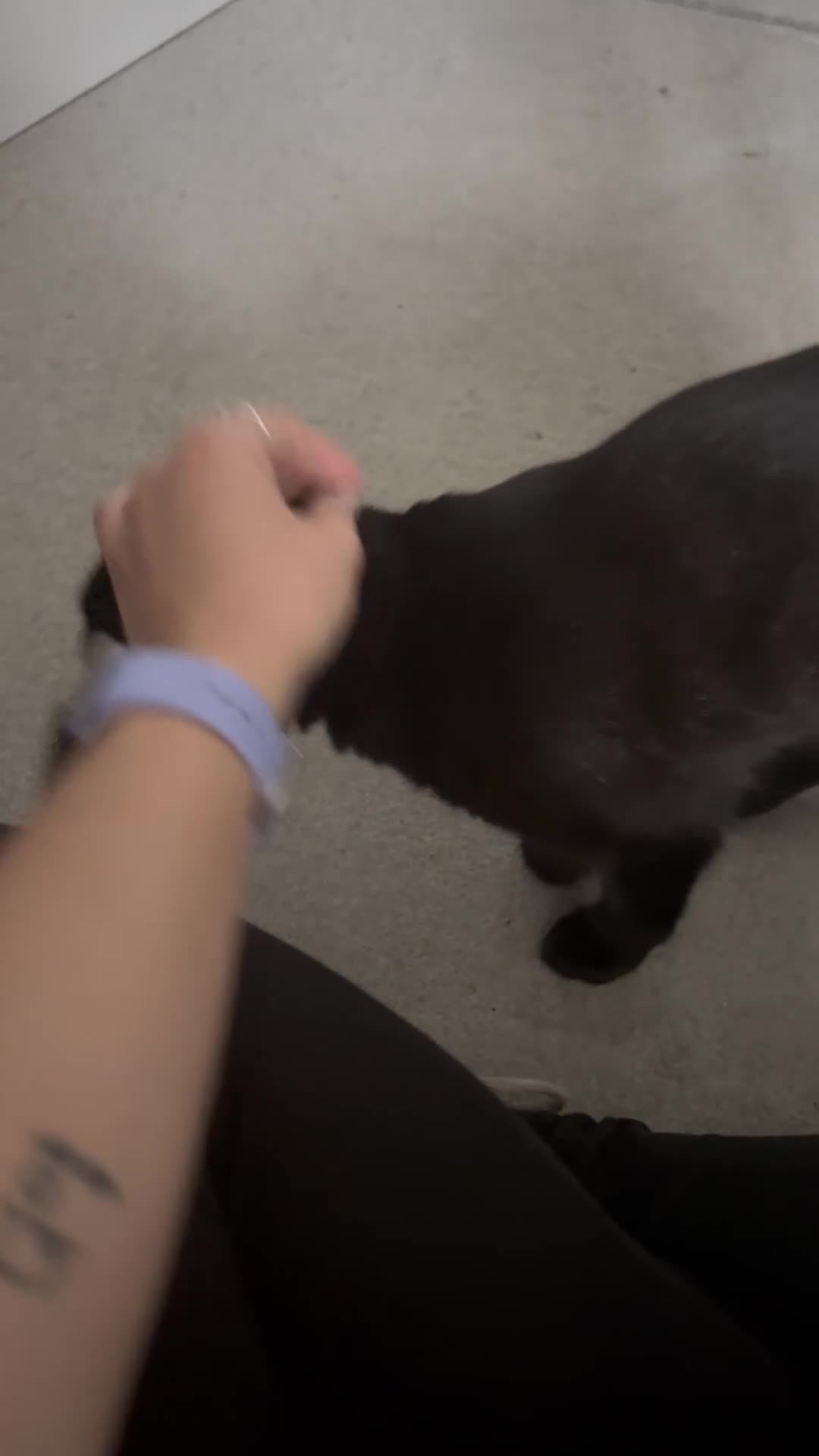 British Shorthair cats for sale: 2x 5 month old brothers  - Video 1