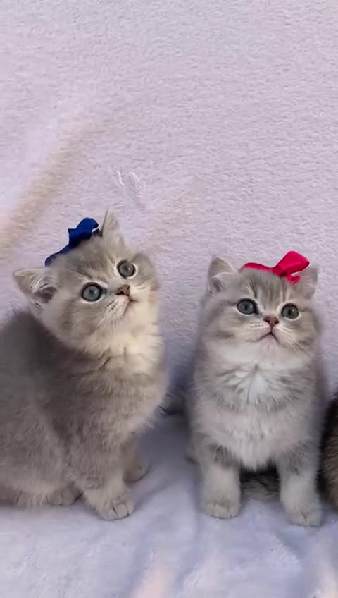 British Shorthair cats for sale: 💕 Pedigree GCCF blue golden British shorthair - Video 1