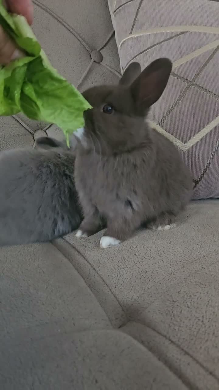 Mixed Breed rabbits for sale: They are lion head and Dutch mix 🥰 - Video 2