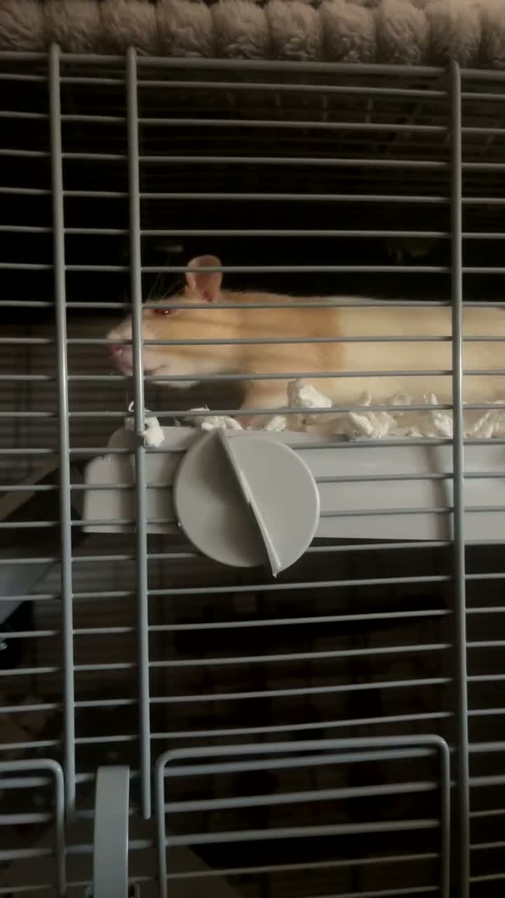 Rat rodents for sale: two male rats - 13 weeks old roughly in York - Video 1