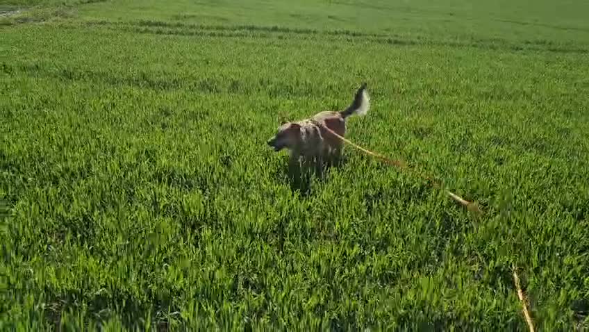 Mixed Breed dogs for adoption: 💙🐶 CACTUS (YANIK) in Preston - Video 1