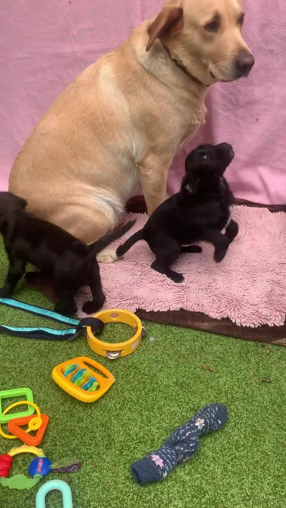 Cockerdor dogs for sale: Labrador x Cocker babies  - Video 2