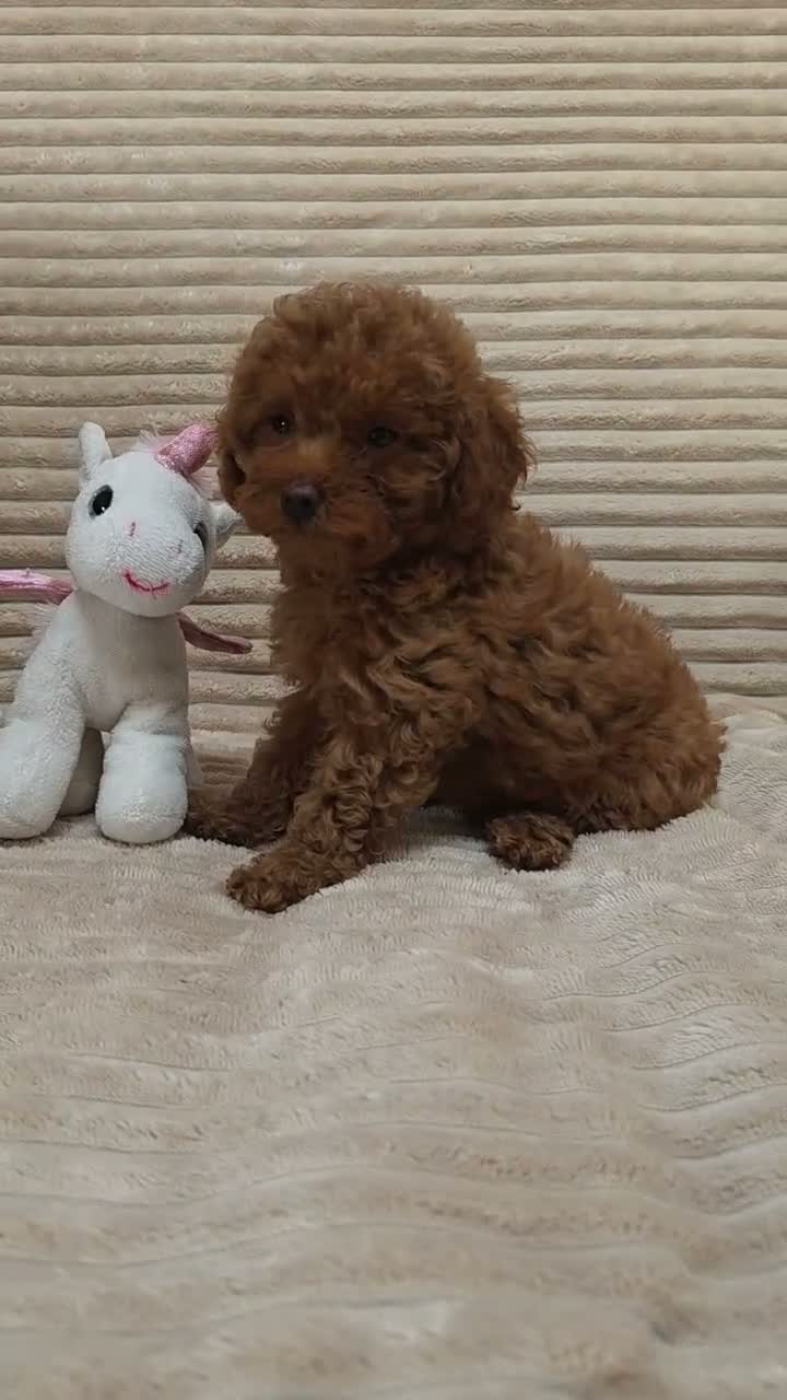 Toy Poodle dogs for sale:  Red Toy Poodle Puppies – Asian Teddy Bear Type in Motherwell - Video 2