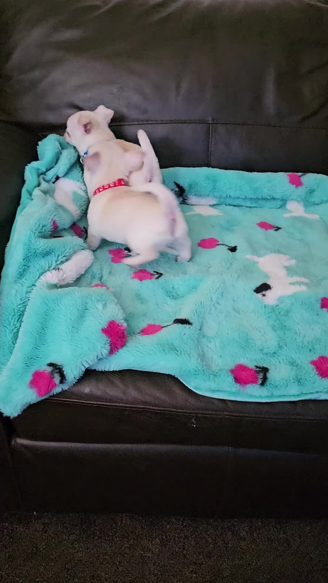 Chihuahua dogs for sale: Chihuahua puppies 🐶  - Video 2