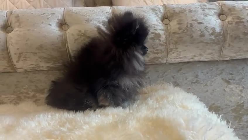 Pomeranian dogs for sale: Kc teddy bear pom babies  - Video 4