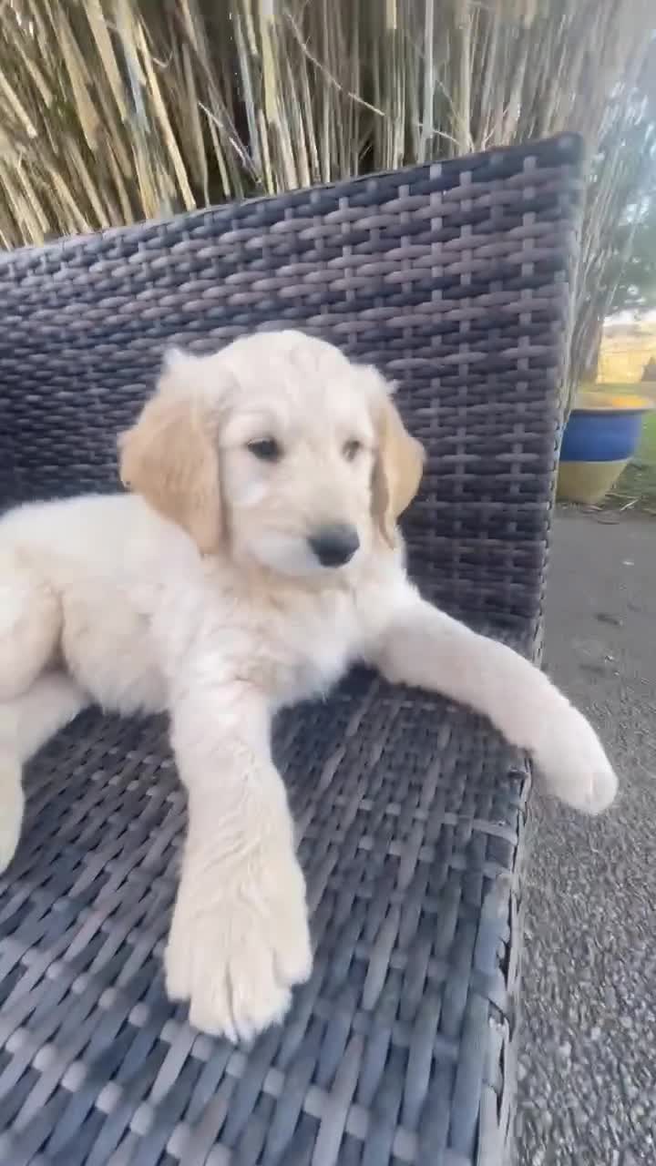 Goldendoodle dogs for sale: Stunning Goldendoodle Puppies - Video 3