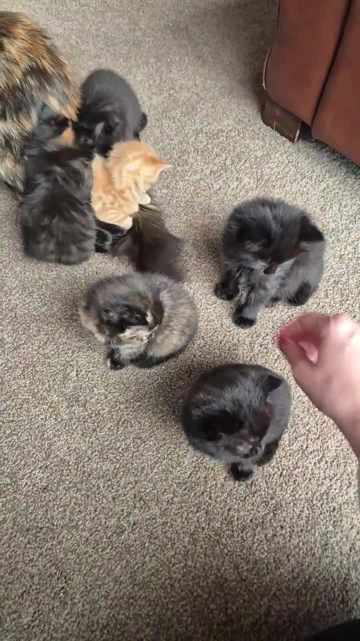 Mixed Breed cats for sale: 😺 VERY FRIENDLY KITTENS 😺 - Video 1
