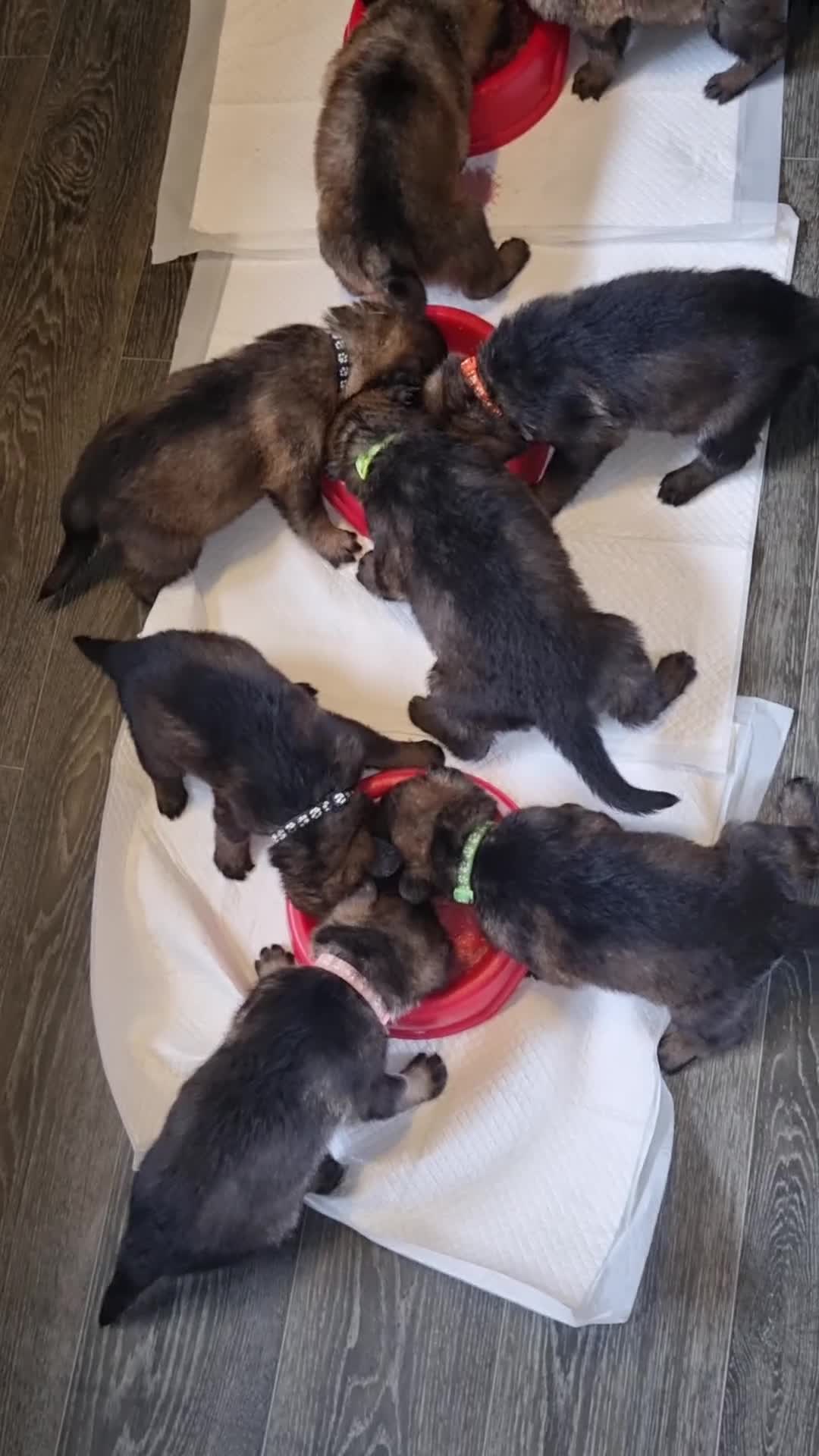 German Shepherd dogs for sale: 12 Czech KC Extensively Health Tested GSDs Puppies - Video 1