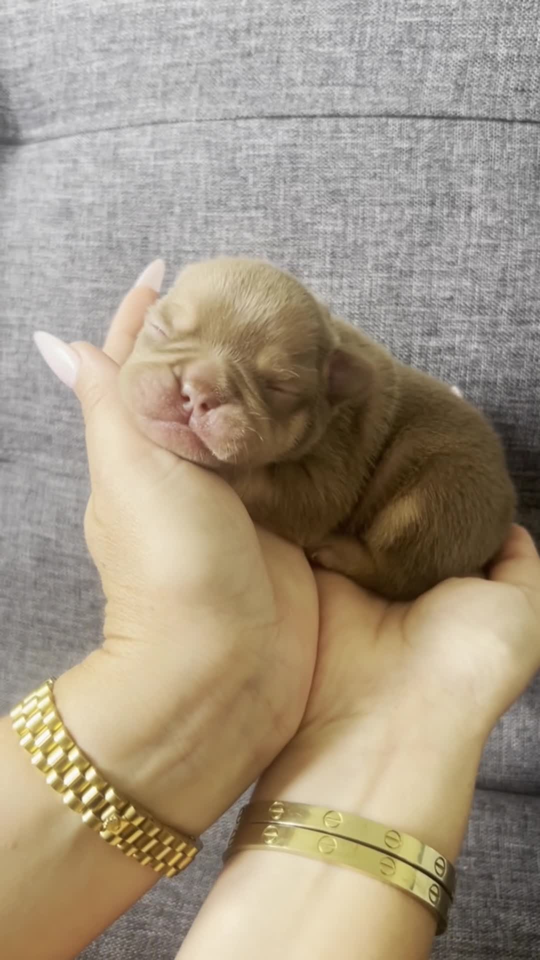 French Bulldog dogs for sale: ✨Quality French Bulldog Puppies✨ - Video 1