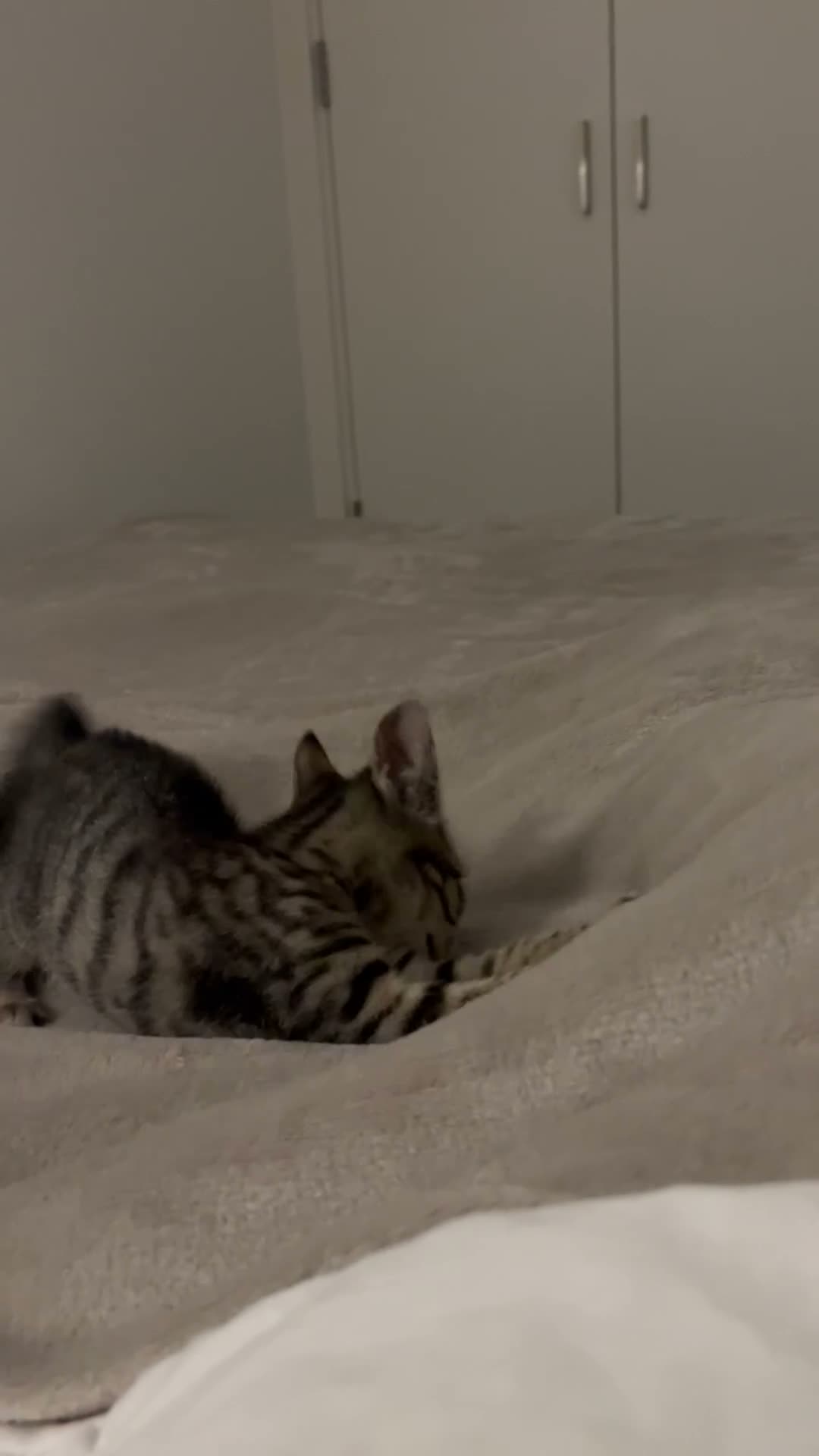 Domestic Shorthair cats for sale: 13 week old kitten  in Birmingham - Video 1