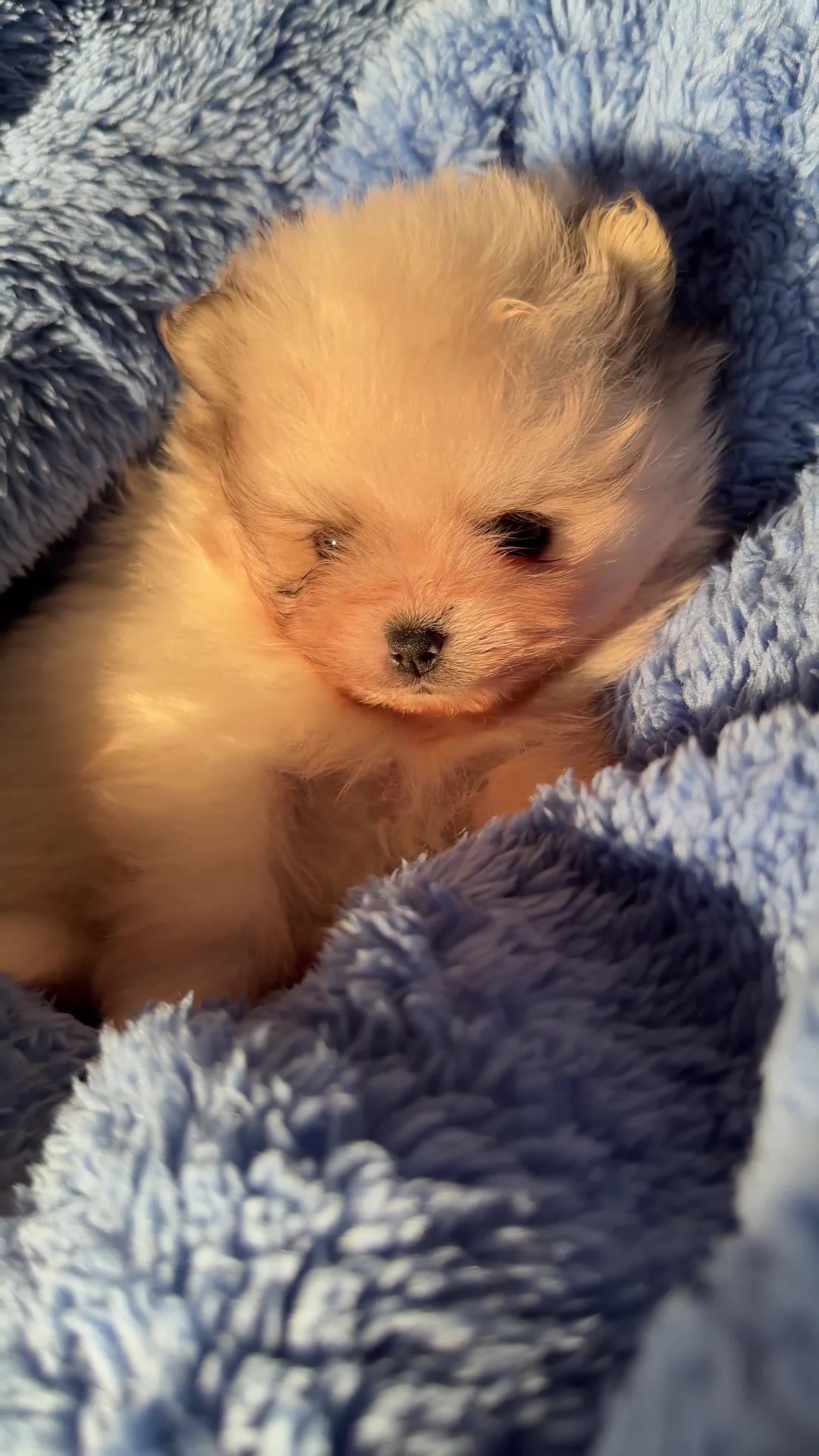 Pomeranian dogs for sale: Two cuties are looking for home  - Video 2