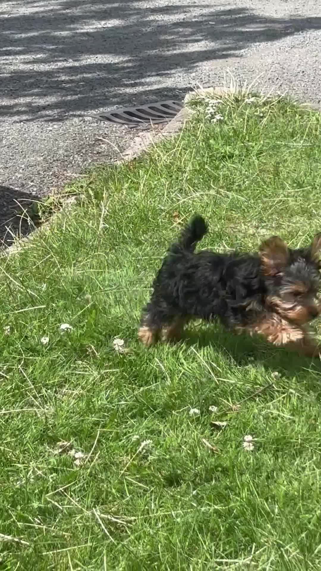 Yorkshire Terrier dogs for sale: Biscuit  - Video 1