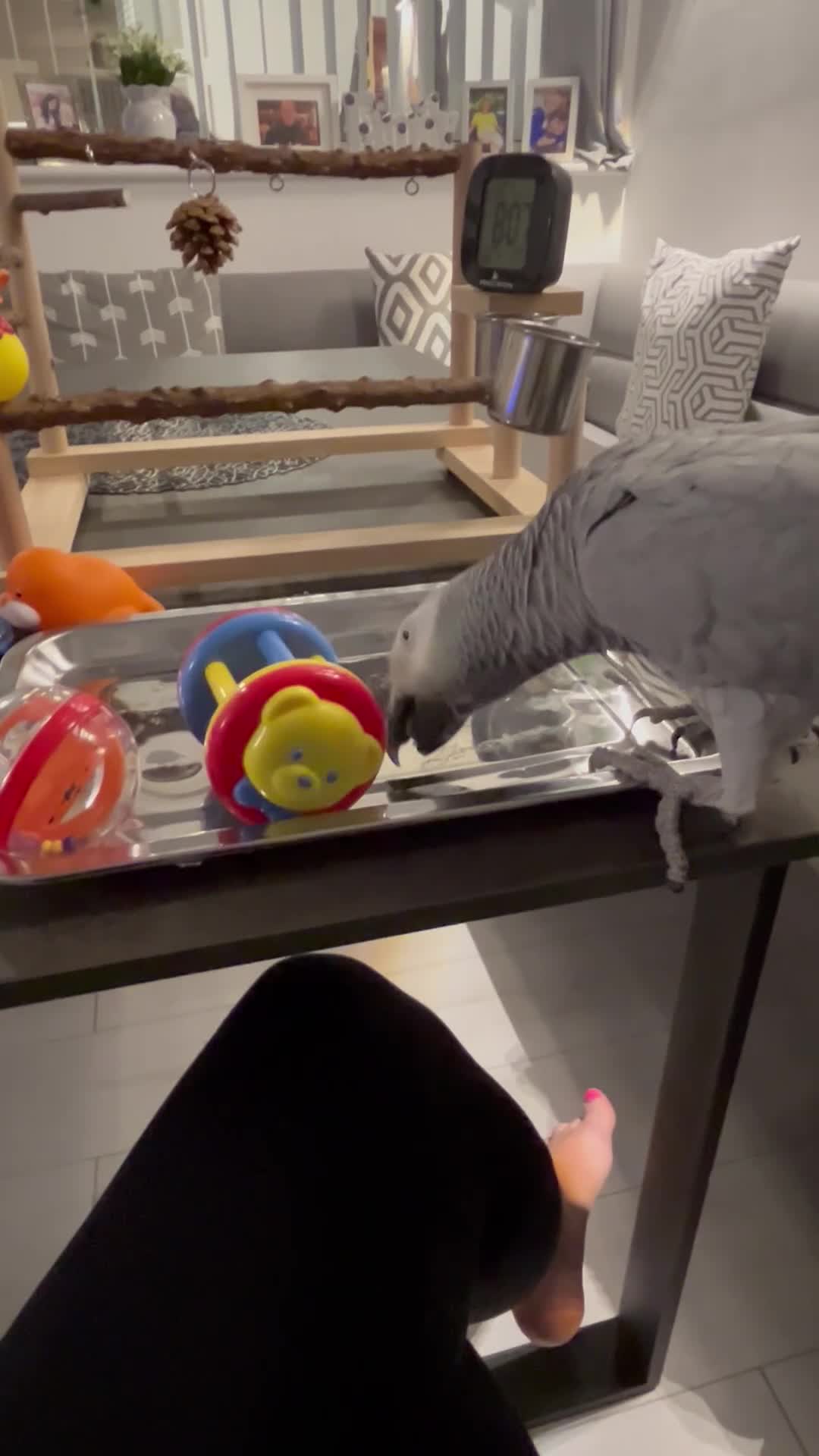 Parrots birds for sale: Extremely sad sale of our much loved Coco - Video 3