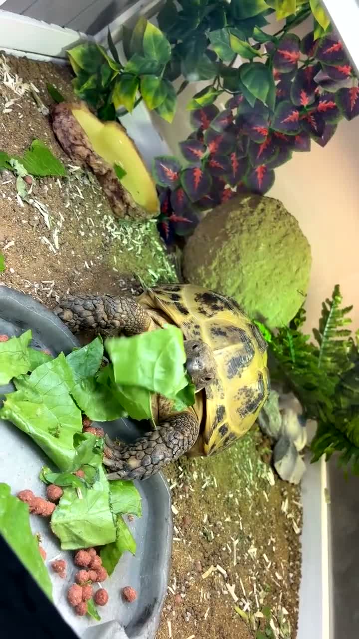 Hermann Tortoise reptiles for sale: Horsefield tortoise  - Video 1