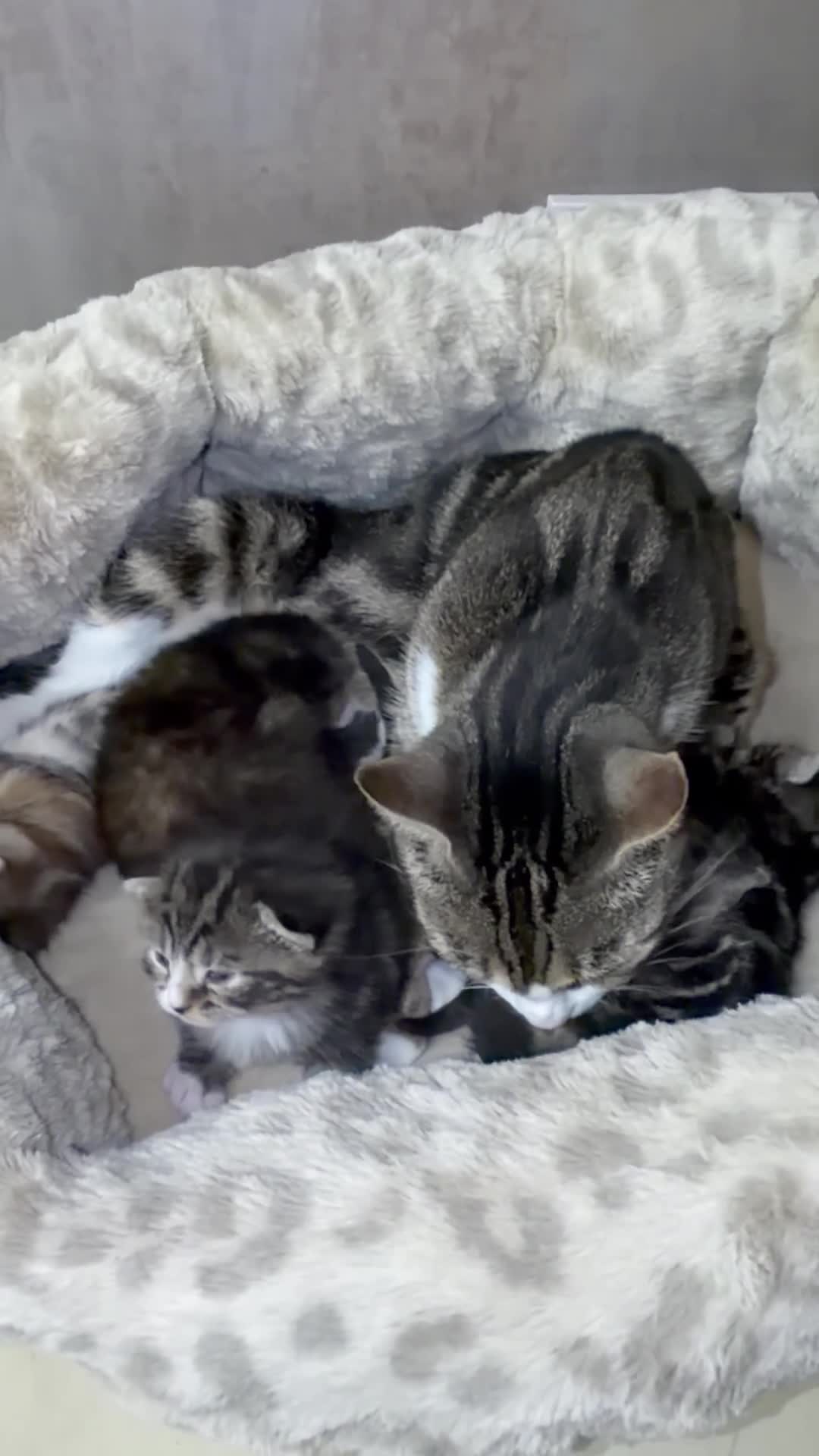 British Shorthair cats for sale: Adorable Kittens, Will be Ready from 22 December! - Video 2