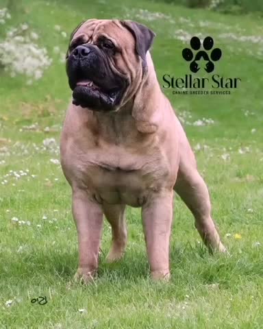 Bullmastiff dogs for stud: Rio the Bullmastiff (FOR STUD) in Coulsdon - Video 1