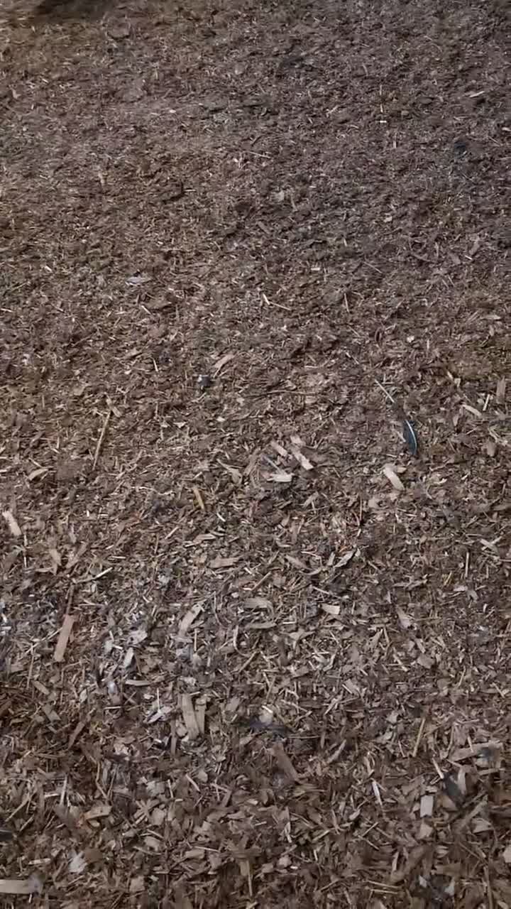 Turkeys poultry for sale: Turkey bronze and white  - Video 1