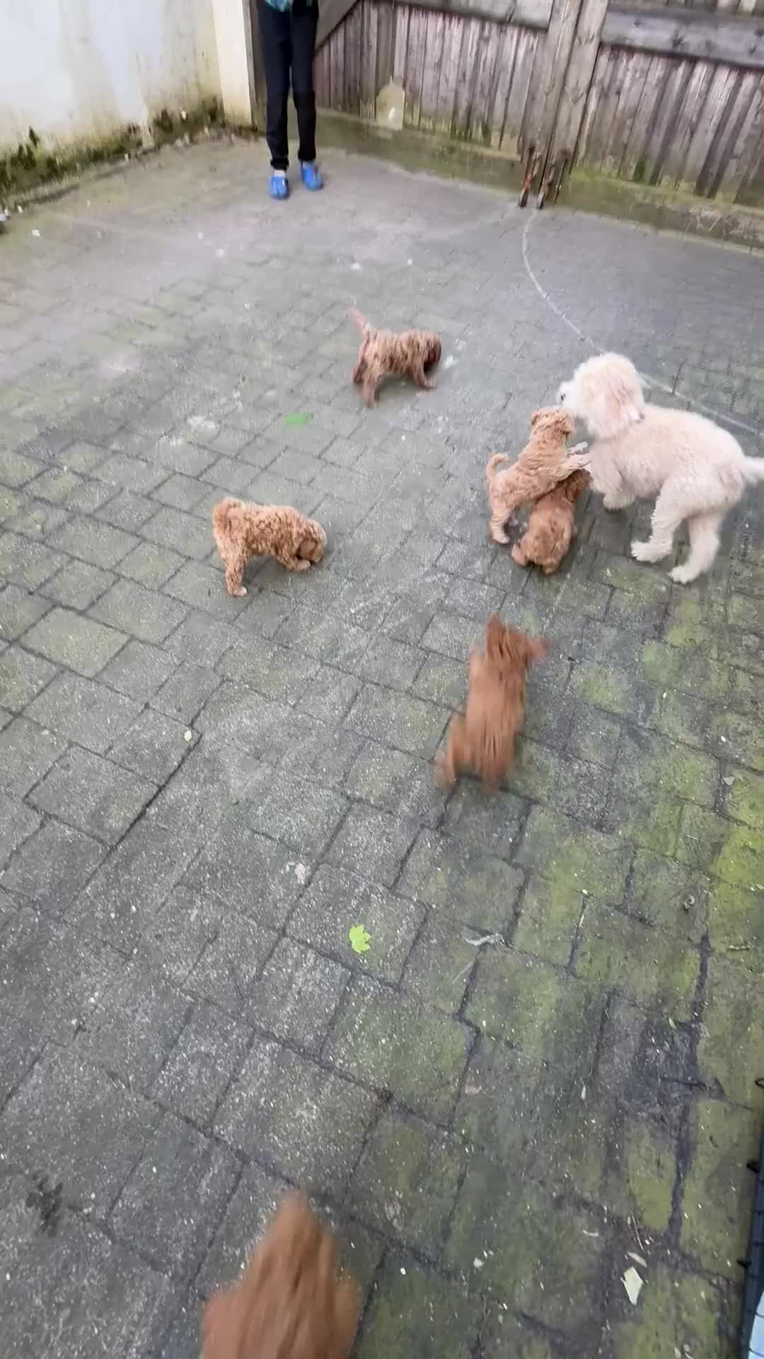 Cavapoo dogs for sale: One left - Gorgeous Cavapoo Puppies  - Video 3