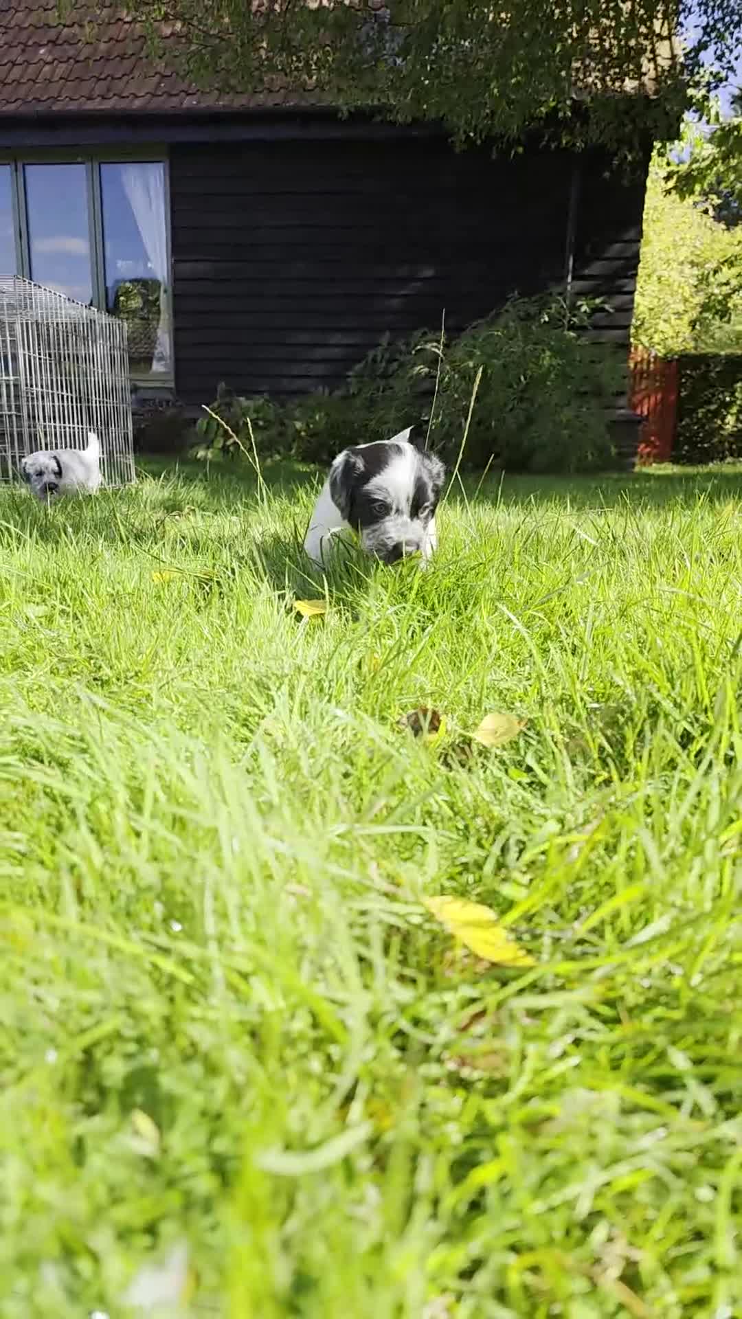 Mixed Breed dogs for sale: Sweetest Sprollies - Video 5