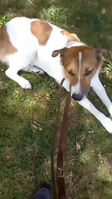 Mixed Breed dogs for adoption: MONTY - big, loving floofball! - Video 2