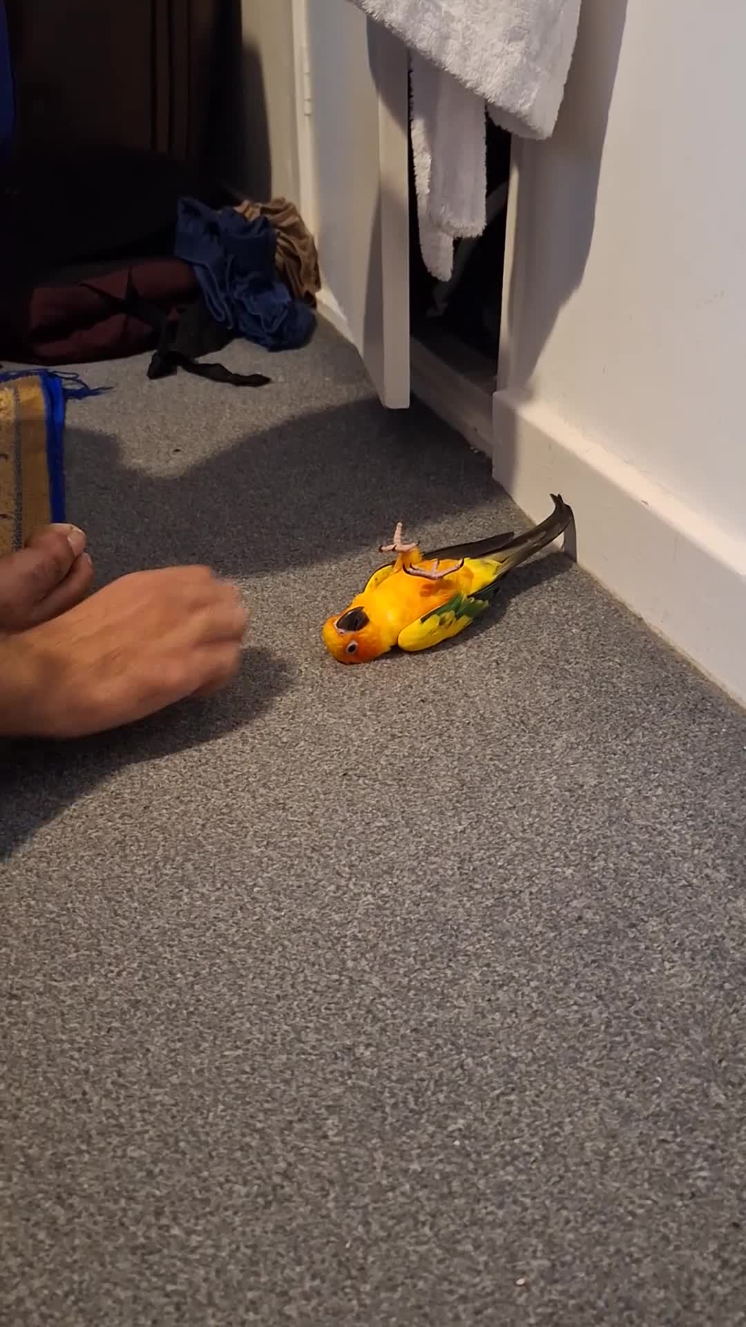 Conures birds for sale: Silly tame healthy baby sun conure - Video 1