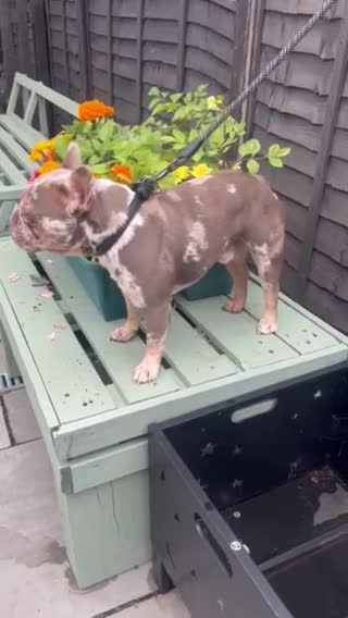 French Bulldog dogs for stud: VEGAS- new shade Isabella & tan Merle  in Southampton - Video 1