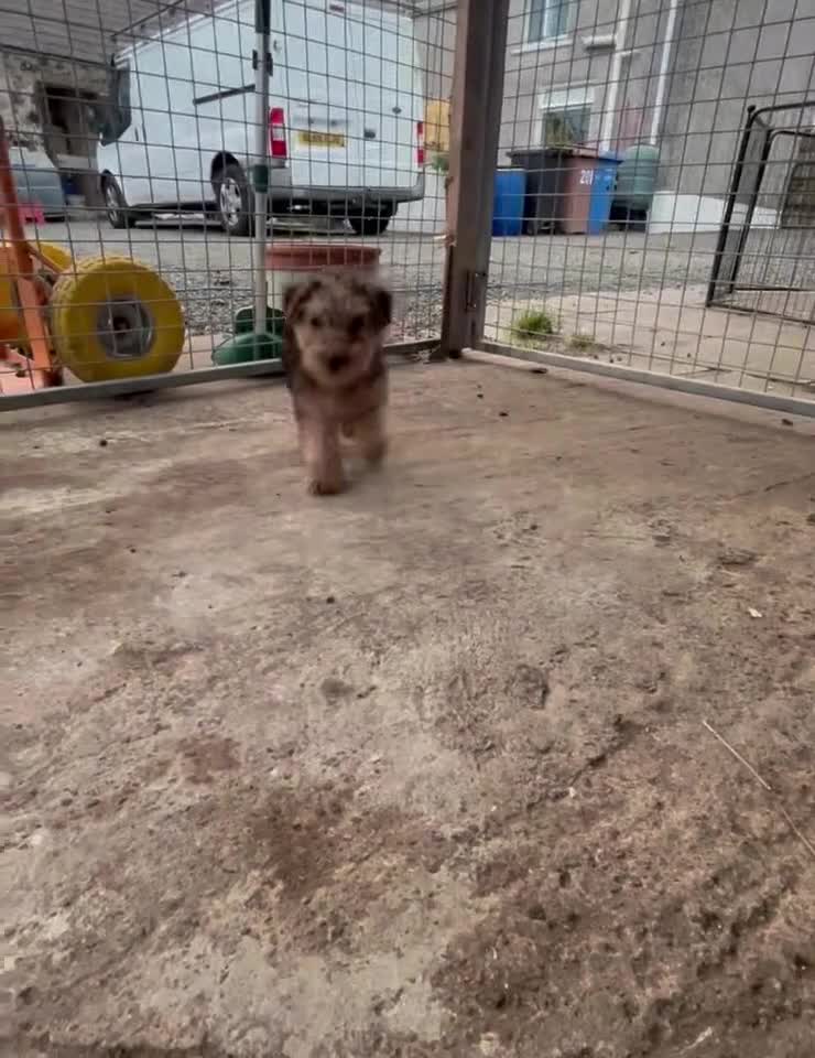 Lakeland Terrier dogs for sale: Lakeland terrier puppies - Video 3